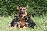 BERGER ALLEMAND 1219